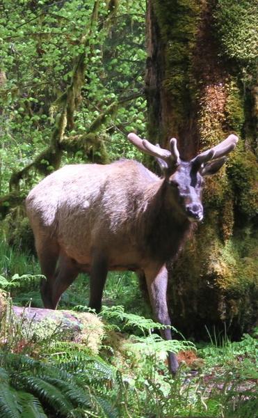 A large elk with velvet-covered antlers stands on a sunlit forest floor surrounded by green plants, moss, and trees.