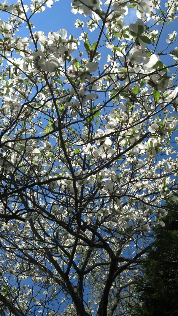 Flowering pear trees