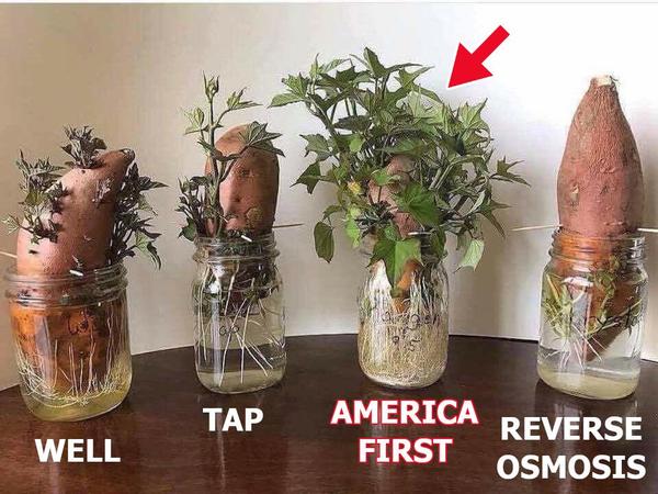 Yam/Water Experiment Comparison