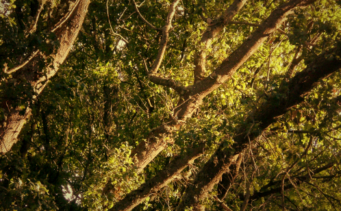 wildness though domestic windows