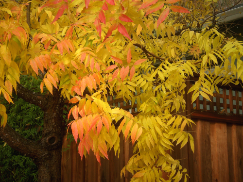 nature flashing her ruffly panties