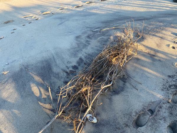 Soft winter light shadows a bundle of sticks, thrown onto the beach from the storm.