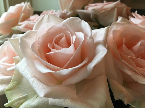 Close up of a lush pink rose in a bouquet. You will want to lose yourself in it...