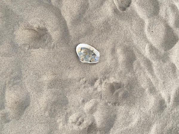 A quahog shell with pearly inside sits gracefully on the sands of a Cape Cod beach