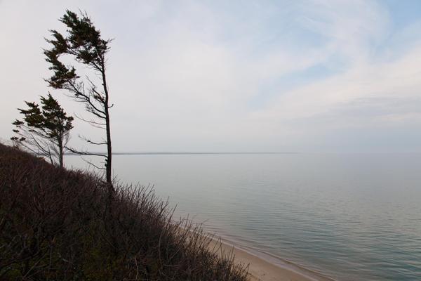 A windblown tree at the top of a hill, its silhouette overlooking an expansive calm blue sea and sky