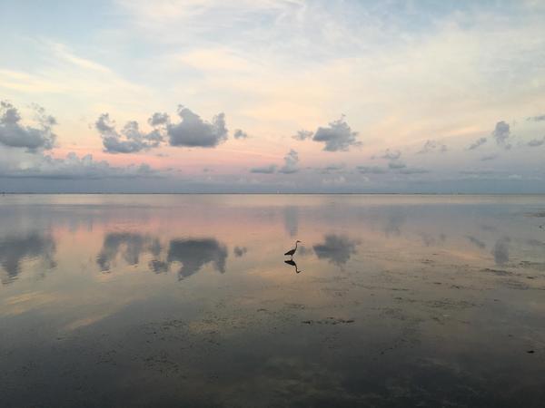 An egret quietly steps across the water among the reflection of clouds and pink sunset