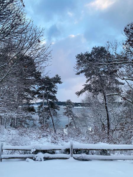 A fluffy first snow of December, pink/blue sky, leaning trees, the cove a peaceful vision
