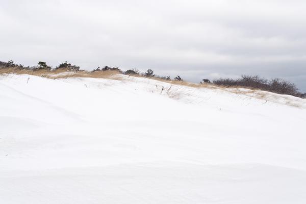 Snow covered dunes with delicate brown grasses and small green shrubs draw you into beauty of Cape Cod winter
