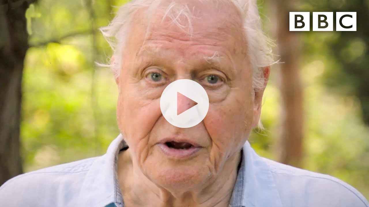 We need IMMEDIATE action to stop extinction crisis, David Attenborough - BBC