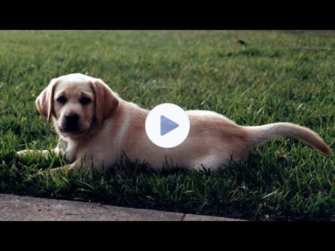 Doug D'Anna's "Cookie and the Dog" copywriting strategy that's generated over $100 million in sales.