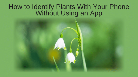 How to Identify Plants With Your Phone Without Using an App