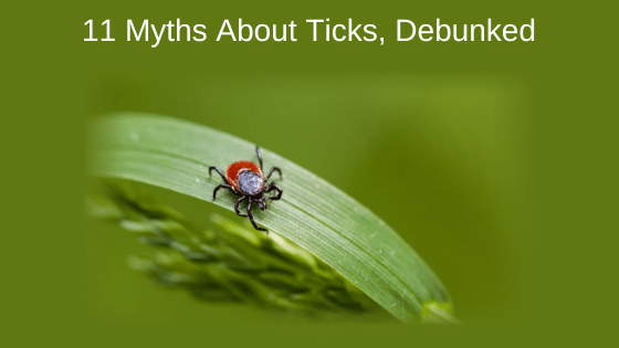 11 Myths About Ticks, Debunked