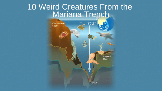 10 Weird Creatures From the Mariana Trench