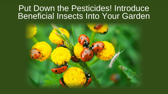 Put Down the Pesticides! Introduce Beneficial Insects Into Your Garden