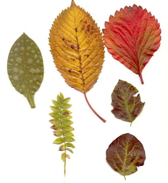How to Preserve Leaves at Home for Crafting