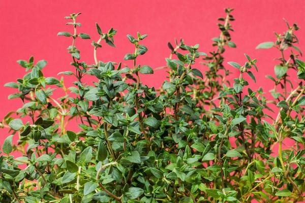 Tips for Growing Thyme: History, Uses and Remedies