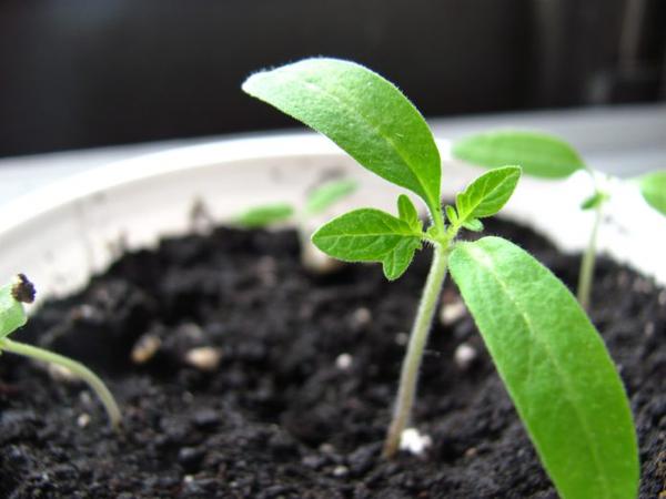 Invite Spring Early - Grow in Your Basement