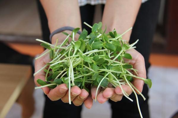 Growing and Using Sunflower Sprouts