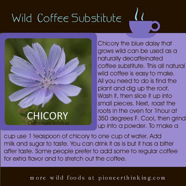 Wild Coffee Substitute
