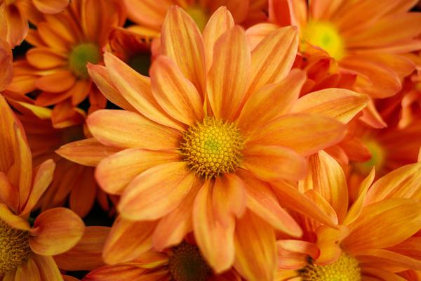  10 Fantastic Fall Flowers