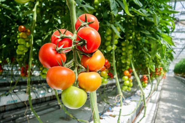  May in The Vegetable Garden