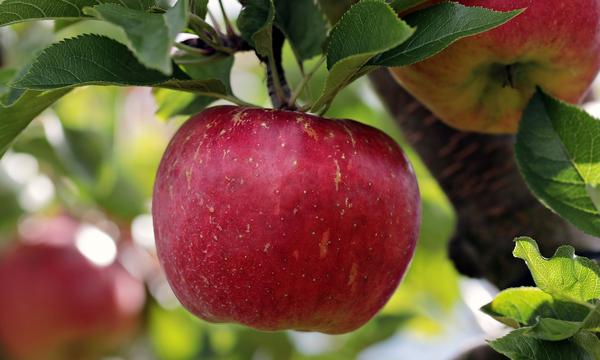 Natural Remedies to Safeguard Your Garden Fruits from Common Pests