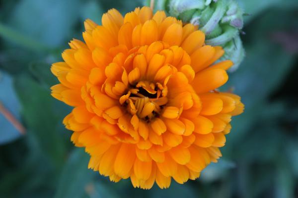 lanting for Organic Vegetable & Herb Gardens