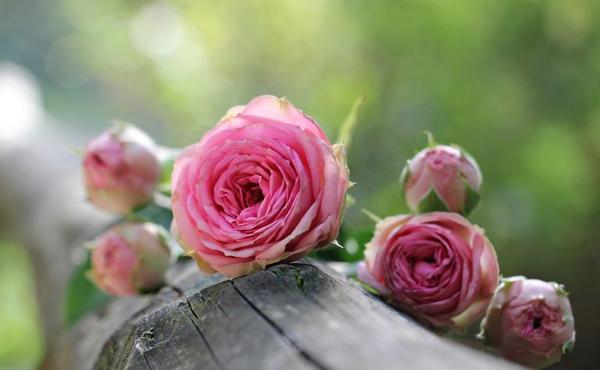 Jobs to Do in The Garden During April