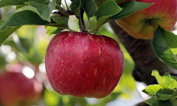 Safeguard Your Garden Fruits from Common Pests