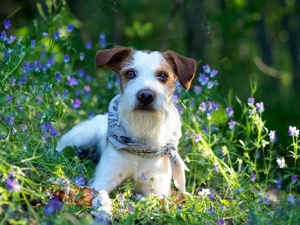 Safe Plants for Pets: A Guide to Choosing Pet-Friendly Plants and Avoiding Toxic Ones