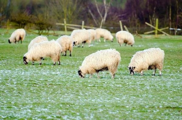 Understanding Sheep Food