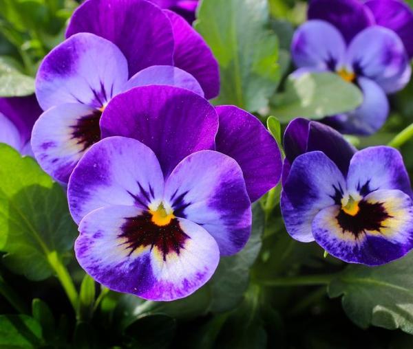 Top 10 Flowers for Beginners to Grow