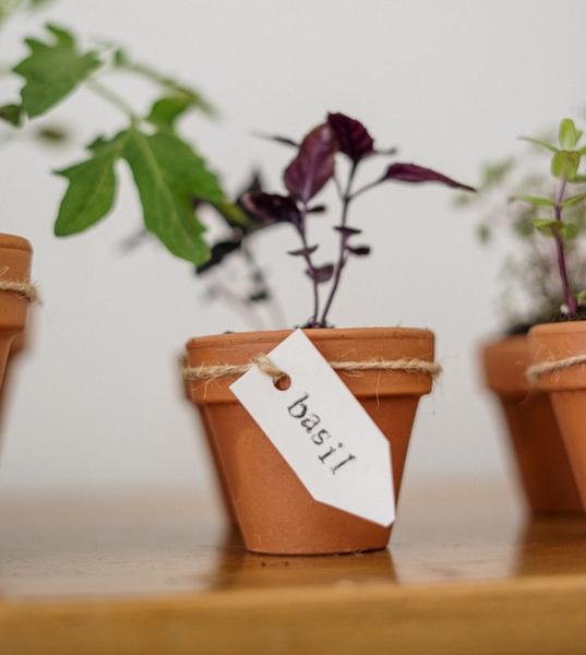 Growing Basil Indoors During Winter