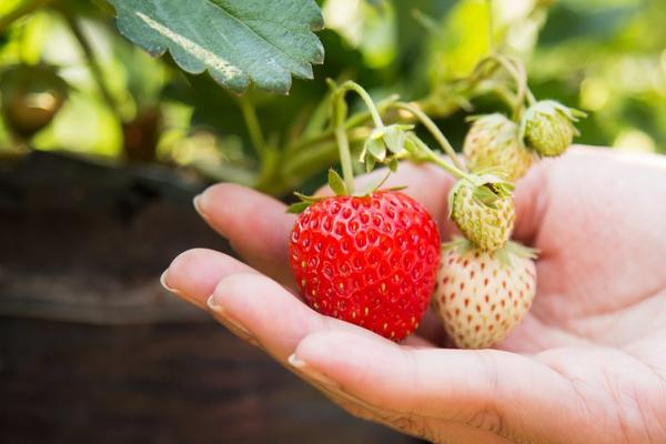 The Truth About Starting a Micro Farm Today