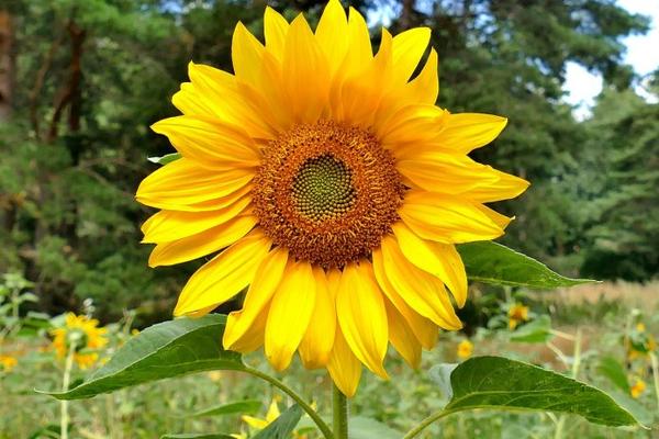 Growing Sunflowers: Uses and Remedies