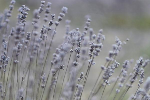 Lavender Essential Oil