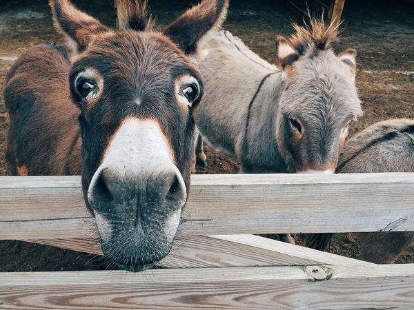 The Benefits of Keeping a |Donkey on Your Homestead