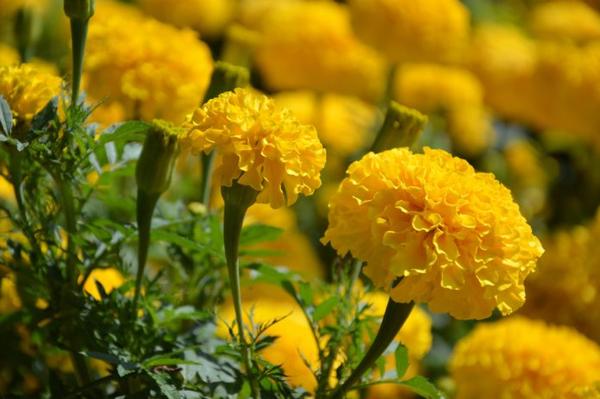 Planting Marigolds for Beautiful Summer Flowers