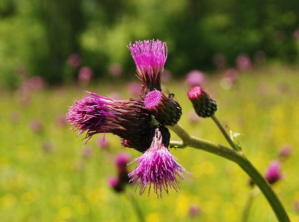Herbal Home Remedy – Milk Thistle