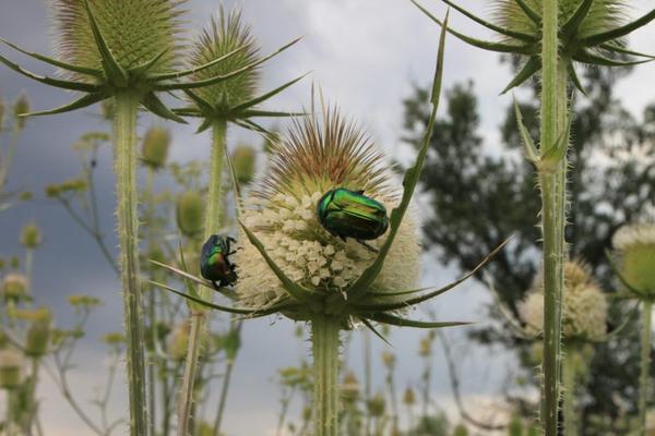 How to Get Rid of June Bugs