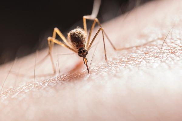 10 Ways to Eliminate Mosquitoes