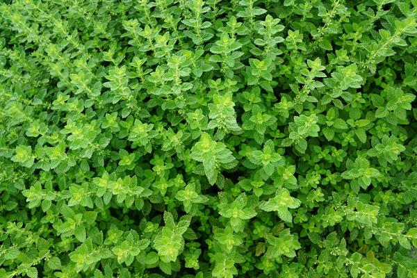 Tips for Growing Thyme