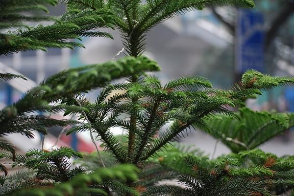 A Holiday Tale: The Story Behind The Norfolk Island Pine