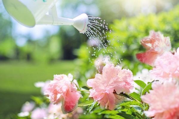 What Flowers to Plant in May
