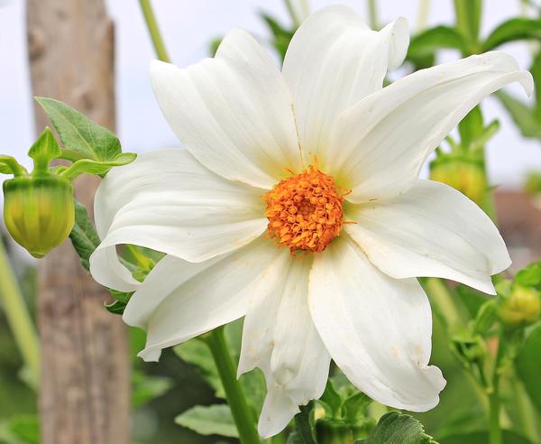  Plant Your Way to Serenity: 10 Ways Gardening and Plants Can Reduce Stress
