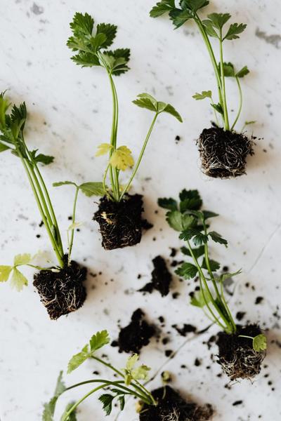 Tips to Double The Size of Your Herb Garden