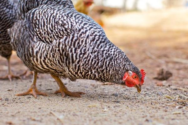 Foraging Foods for Turkeys, Chickens, Ducks, and Geese