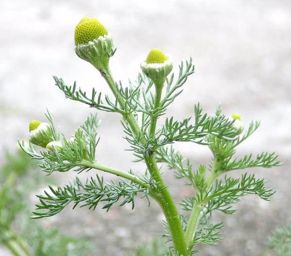 Discover The Wonders of Pineapple Weed
