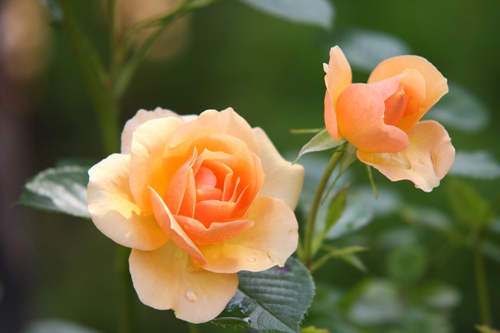 Monthly Plan for Rose Bush Care