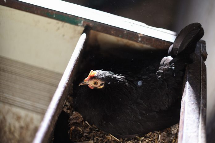 Why a Chicken Won't Lay Eggs